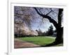 Cherry Trees in Bloom, University of Washington, Seattle, Washington, USA-Jamie & Judy Wild-Framed Photographic Print