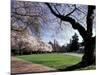 Cherry Trees in Bloom, University of Washington, Seattle, Washington, USA-Jamie & Judy Wild-Mounted Photographic Print