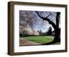 Cherry Trees in Bloom, University of Washington, Seattle, Washington, USA-Jamie & Judy Wild-Framed Photographic Print