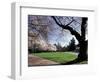 Cherry Trees in Bloom, University of Washington, Seattle, Washington, USA-Jamie & Judy Wild-Framed Photographic Print