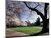 Cherry Trees in Bloom, University of Washington, Seattle, Washington, USA-Jamie & Judy Wild-Mounted Photographic Print