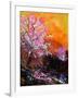 Cherry Trees in Blossom-Pol Ledent-Framed Art Print