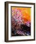 Cherry Trees in Blossom-Pol Ledent-Framed Art Print