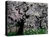 Cherry Trees, Kyoto-Gyoen (Former Imperial Palace Garden), Kyoto, Japan-null-Stretched Canvas