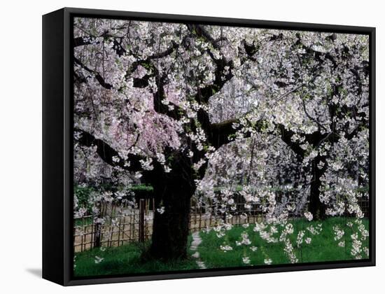 Cherry Trees, Kyoto-Gyoen (Former Imperial Palace Garden), Kyoto, Japan-null-Framed Stretched Canvas