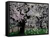 Cherry Trees, Kyoto-Gyoen (Former Imperial Palace Garden), Kyoto, Japan-null-Framed Stretched Canvas