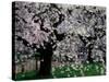 Cherry Trees, Kyoto-Gyoen (Former Imperial Palace Garden), Kyoto, Japan-null-Stretched Canvas