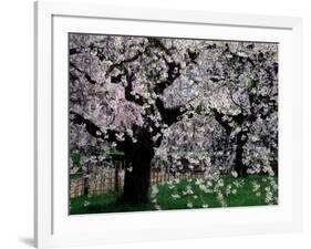 Cherry Trees, Kyoto-Gyoen (Former Imperial Palace Garden), Kyoto, Japan-null-Framed Photographic Print