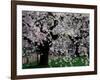 Cherry Trees, Kyoto-Gyoen (Former Imperial Palace Garden), Kyoto, Japan-null-Framed Photographic Print