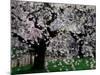 Cherry Trees, Kyoto-Gyoen (Former Imperial Palace Garden), Kyoto, Japan-null-Mounted Photographic Print