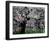 Cherry Trees, Kyoto-Gyoen (Former Imperial Palace Garden), Kyoto, Japan-null-Framed Photographic Print