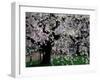 Cherry Trees, Kyoto-Gyoen (Former Imperial Palace Garden), Kyoto, Japan-null-Framed Photographic Print