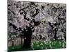 Cherry Trees, Kyoto-Gyoen (Former Imperial Palace Garden), Kyoto, Japan-null-Mounted Photographic Print