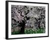 Cherry Trees, Kyoto-Gyoen (Former Imperial Palace Garden), Kyoto, Japan-null-Framed Photographic Print