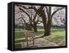 Cherry Trees on University of Washington Campus, Seattle, Washington, USA-Charles Sleicher-Framed Stretched Canvas