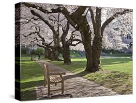 Cherry Trees on University of Washington Campus, Seattle, Washington, USA-Charles Sleicher-Stretched Canvas