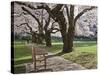 Cherry Trees on University of Washington Campus, Seattle, Washington, USA-Charles Sleicher-Stretched Canvas