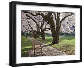 Cherry Trees on University of Washington Campus, Seattle, Washington, USA-Charles Sleicher-Framed Premium Photographic Print