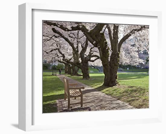 Cherry Trees on University of Washington Campus, Seattle, Washington, USA-Charles Sleicher-Framed Premium Photographic Print