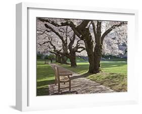 Cherry Trees on University of Washington Campus, Seattle, Washington, USA-Charles Sleicher-Framed Premium Photographic Print