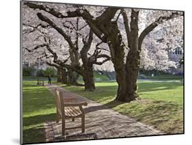 Cherry Trees on University of Washington Campus, Seattle, Washington, USA-Charles Sleicher-Mounted Premium Photographic Print