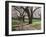 Cherry Trees on University of Washington Campus, Seattle, Washington, USA-Charles Sleicher-Framed Photographic Print