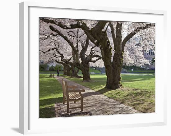 Cherry Trees on University of Washington Campus, Seattle, Washington, USA-Charles Sleicher-Framed Photographic Print