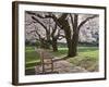 Cherry Trees on University of Washington Campus, Seattle, Washington, USA-Charles Sleicher-Framed Photographic Print