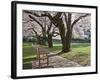 Cherry Trees on University of Washington Campus, Seattle, Washington, USA-Charles Sleicher-Framed Photographic Print