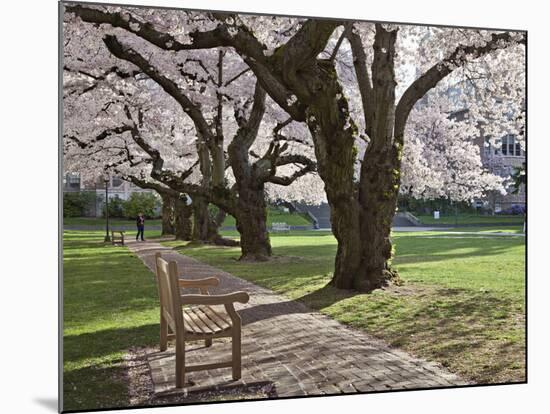 Cherry Trees on University of Washington Campus, Seattle, Washington, USA-Charles Sleicher-Mounted Photographic Print