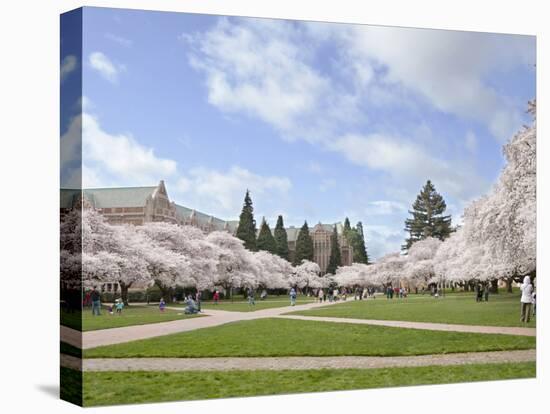 Cherry Trees on University of Washington Campus, Seattle, Washington, USA-Charles Sleicher-Stretched Canvas