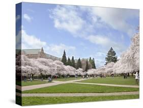 Cherry Trees on University of Washington Campus, Seattle, Washington, USA-Charles Sleicher-Stretched Canvas