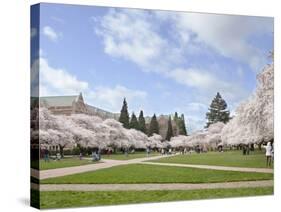 Cherry Trees on University of Washington Campus, Seattle, Washington, USA-Charles Sleicher-Stretched Canvas