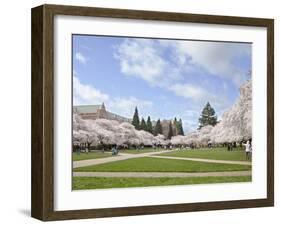 Cherry Trees on University of Washington Campus, Seattle, Washington, USA-Charles Sleicher-Framed Premium Photographic Print