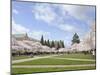 Cherry Trees on University of Washington Campus, Seattle, Washington, USA-Charles Sleicher-Mounted Premium Photographic Print