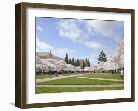 Cherry Trees on University of Washington Campus, Seattle, Washington, USA-Charles Sleicher-Framed Photographic Print