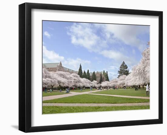 Cherry Trees on University of Washington Campus, Seattle, Washington, USA-Charles Sleicher-Framed Photographic Print