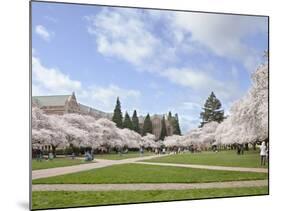 Cherry Trees on University of Washington Campus, Seattle, Washington, USA-Charles Sleicher-Mounted Photographic Print