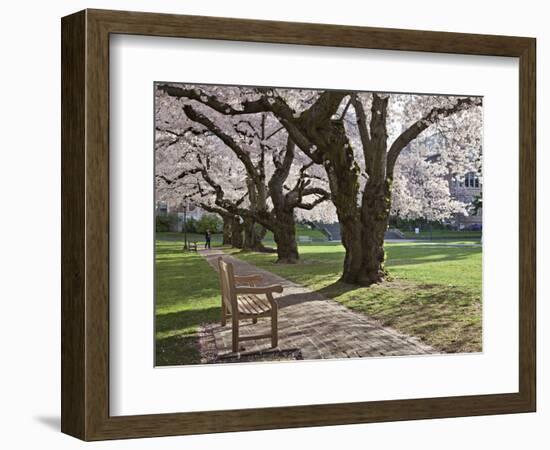 Cherry Trees on University of Washington Campus, Seattle, Washington, USA-Charles Sleicher-Framed Photographic Print