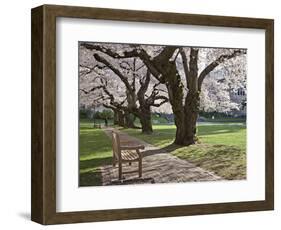 Cherry Trees on University of Washington Campus, Seattle, Washington, USA-Charles Sleicher-Framed Photographic Print