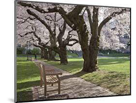 Cherry Trees on University of Washington Campus, Seattle, Washington, USA-Charles Sleicher-Mounted Photographic Print