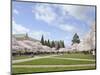 Cherry Trees on University of Washington Campus, Seattle, Washington, USA-Charles Sleicher-Mounted Photographic Print