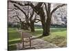 Cherry Trees on University of Washington Campus, Seattle, Washington, USA-Charles Sleicher-Stretched Canvas