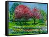 Cherry Trees, Snug Harbor Botanical Garden,2016-Anthony Butera-Framed Stretched Canvas