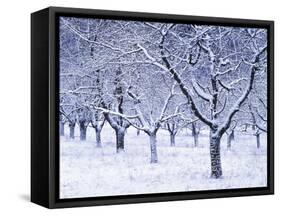 Cherry Trees, Winter, Snow, Detail, Bald, Leafless, Germany, Winter Scenery, Frost, Season-Herbert Kehrer-Framed Stretched Canvas