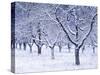 Cherry Trees, Winter, Snow, Detail, Bald, Leafless, Germany, Winter Scenery, Frost, Season-Herbert Kehrer-Stretched Canvas