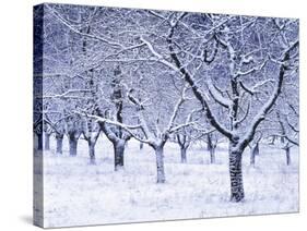 Cherry Trees, Winter, Snow, Detail, Bald, Leafless, Germany, Winter Scenery, Frost, Season-Herbert Kehrer-Stretched Canvas