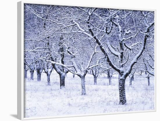 Cherry Trees, Winter, Snow, Detail, Bald, Leafless, Germany, Winter Scenery, Frost, Season-Herbert Kehrer-Framed Photographic Print