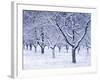 Cherry Trees, Winter, Snow, Detail, Bald, Leafless, Germany, Winter Scenery, Frost, Season-Herbert Kehrer-Framed Photographic Print