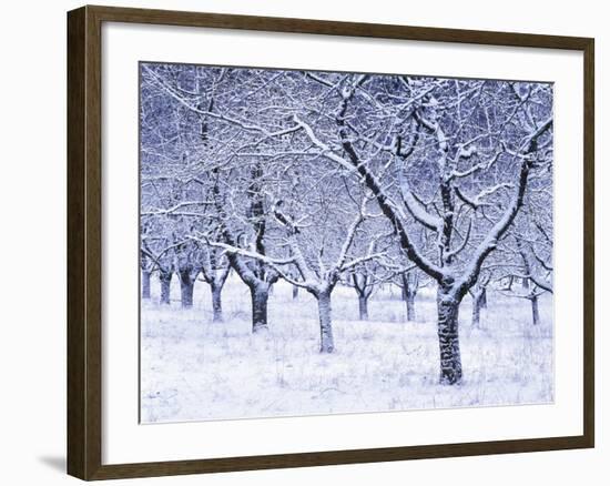 Cherry Trees, Winter, Snow, Detail, Bald, Leafless, Germany, Winter Scenery, Frost, Season-Herbert Kehrer-Framed Photographic Print